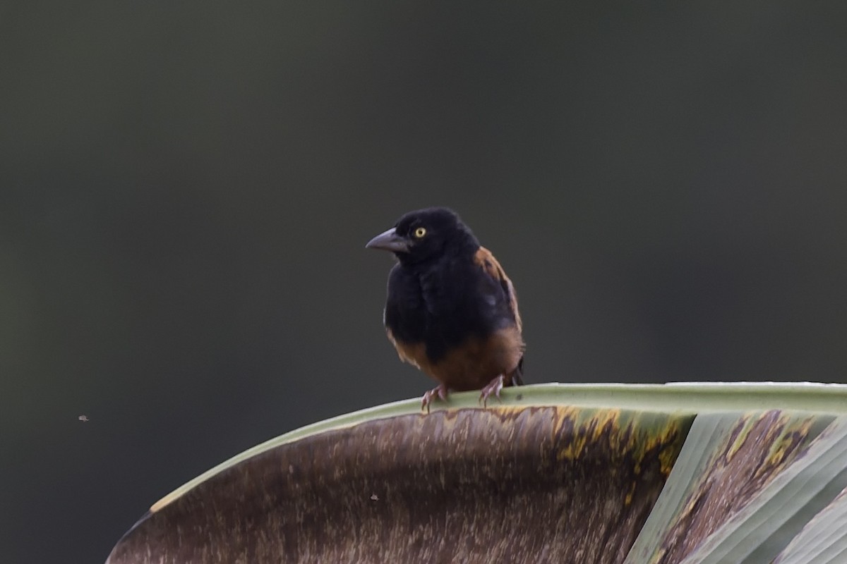 Chestnut-and-black Weaver - ML647622383