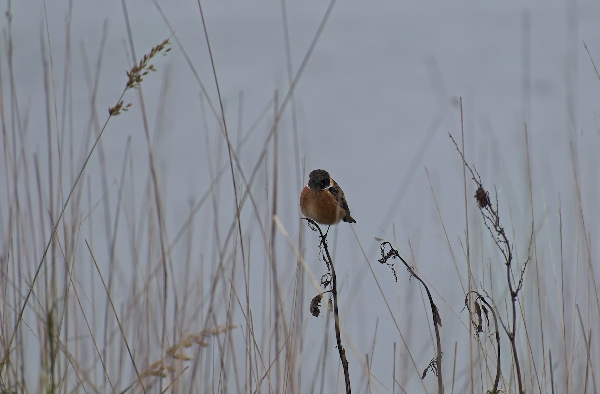 European Stonechat - ML647622389