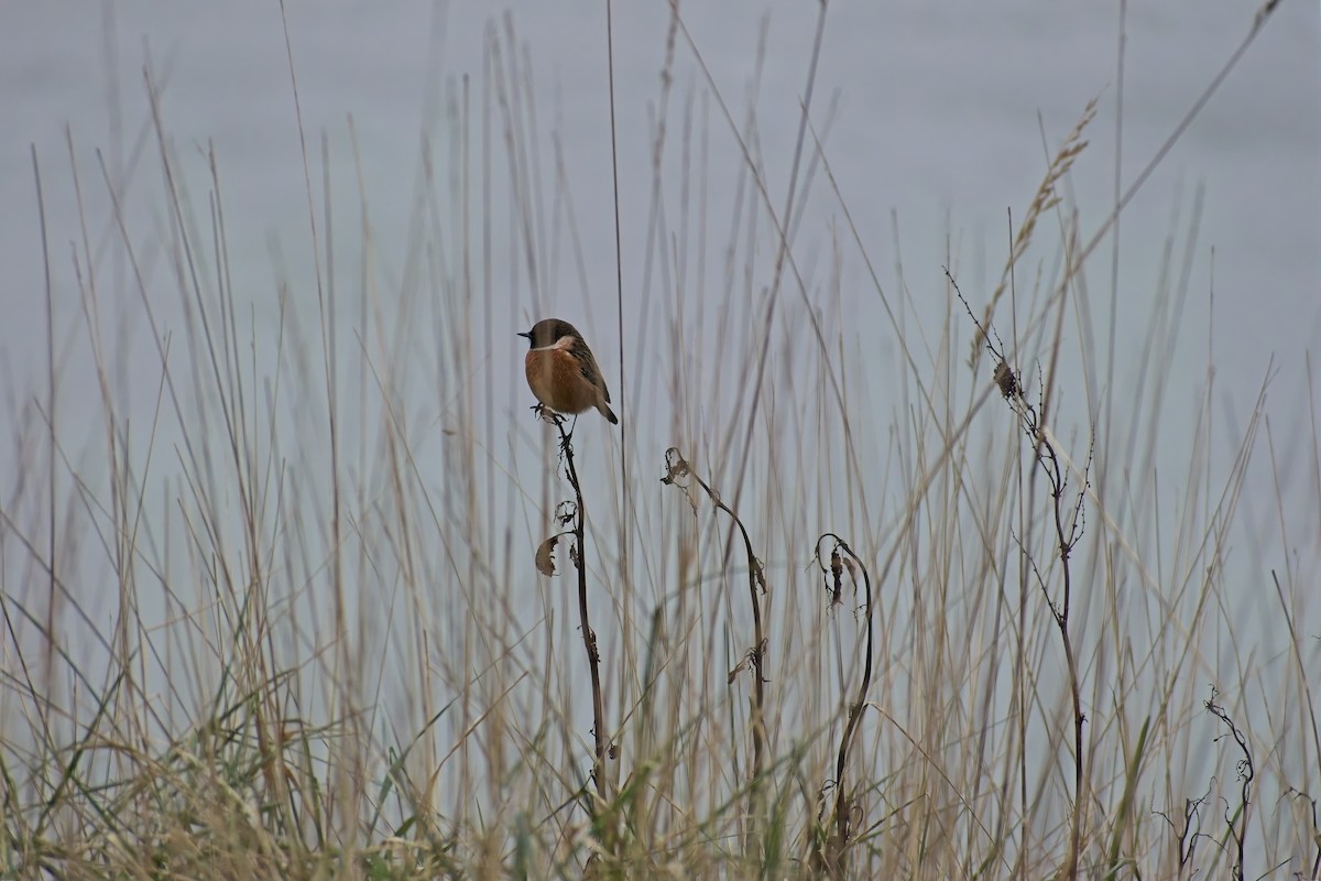 European Stonechat - ML647622392