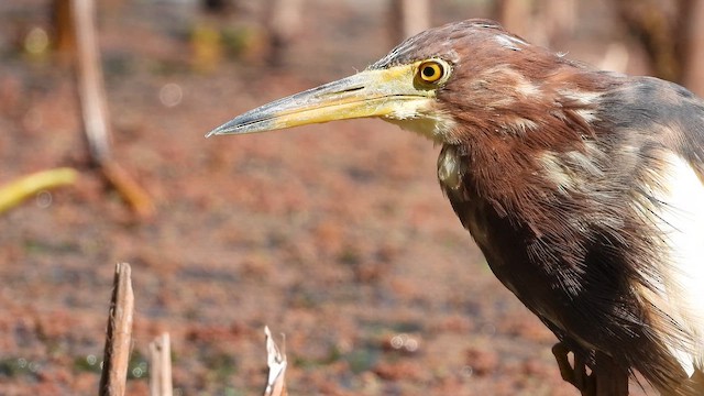 Белокрылая цапля - ML647622452