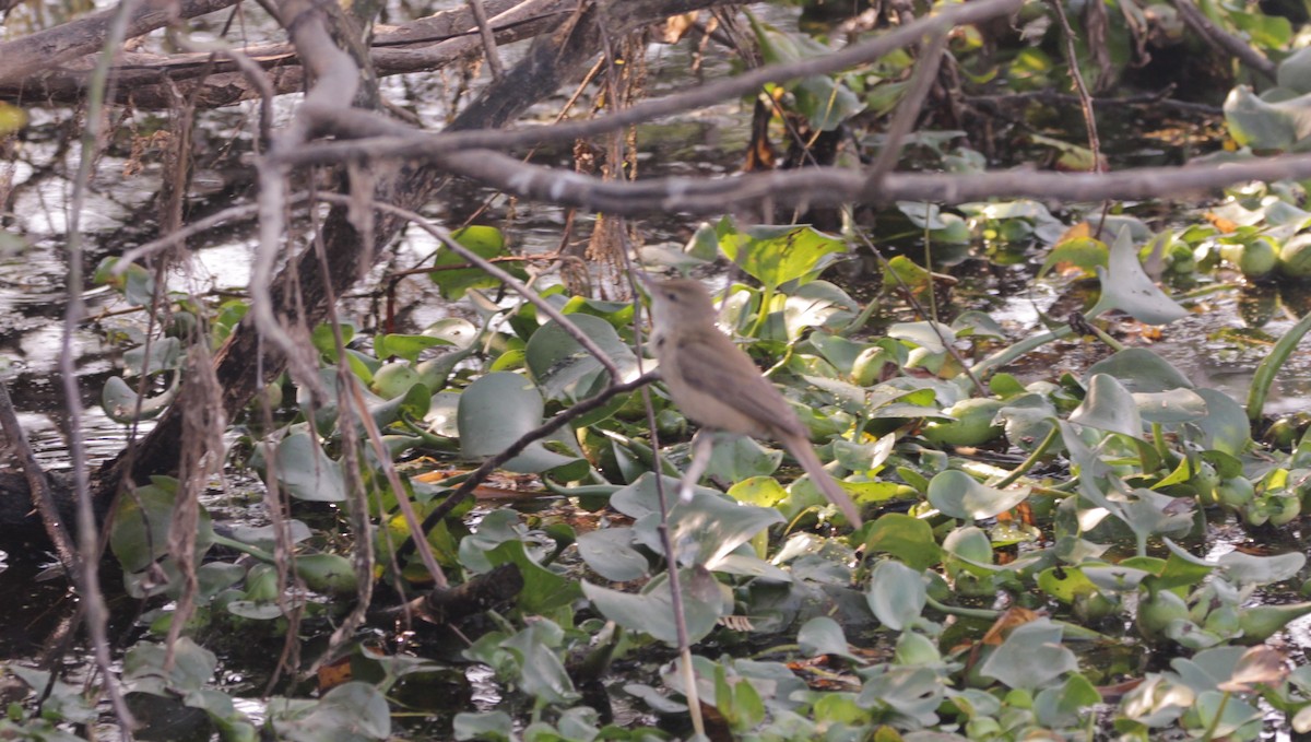 Clamorous Reed Warbler - ML647622474