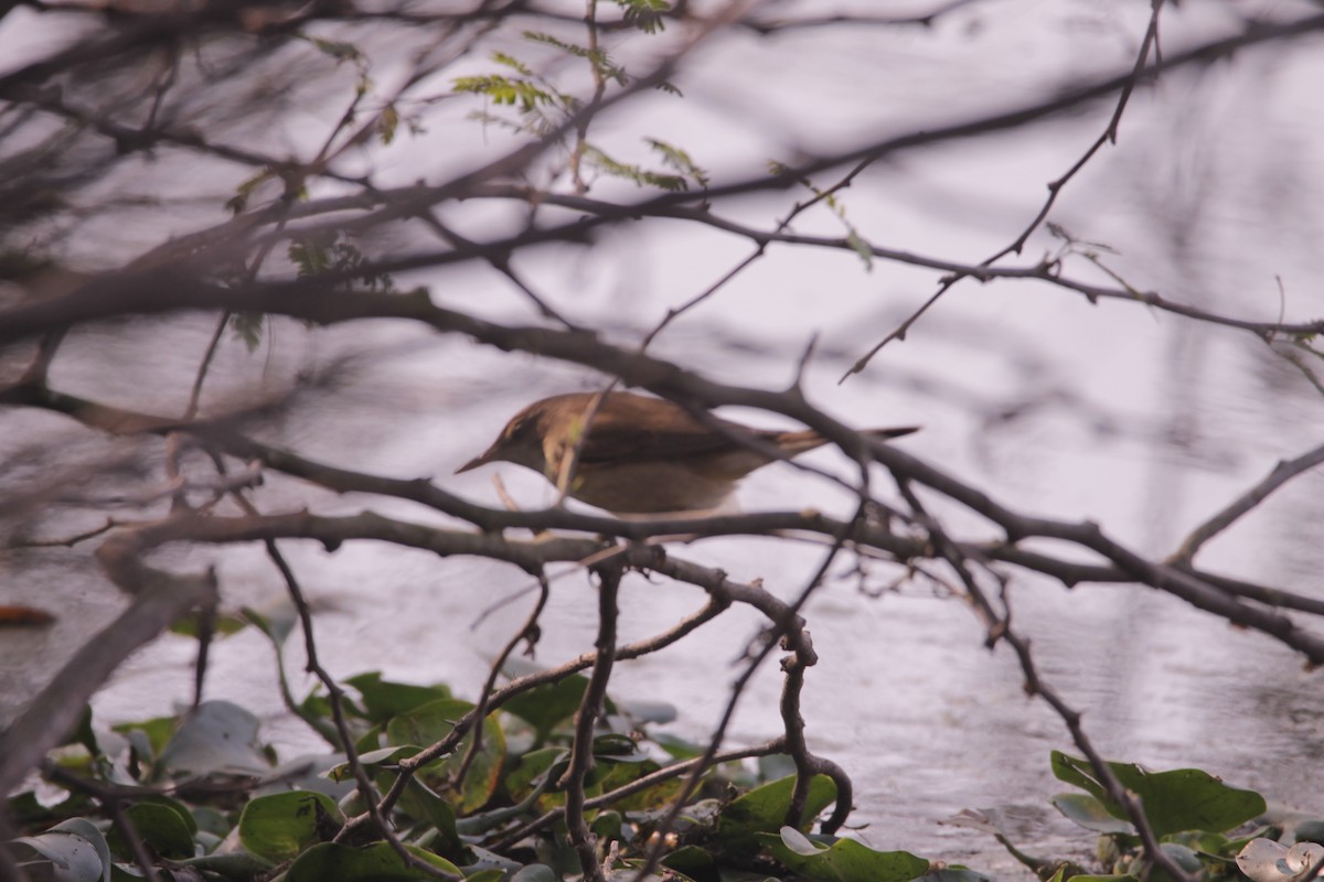 Clamorous Reed Warbler - ML647622475
