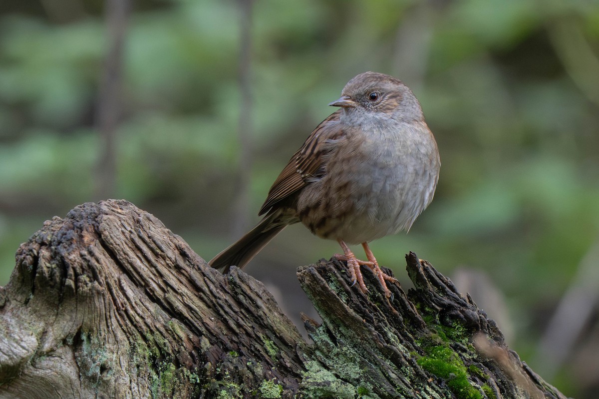 Accenteur mouchet - ML647622481