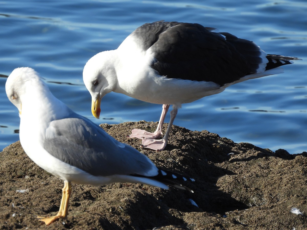 racek mořský - ML647622560