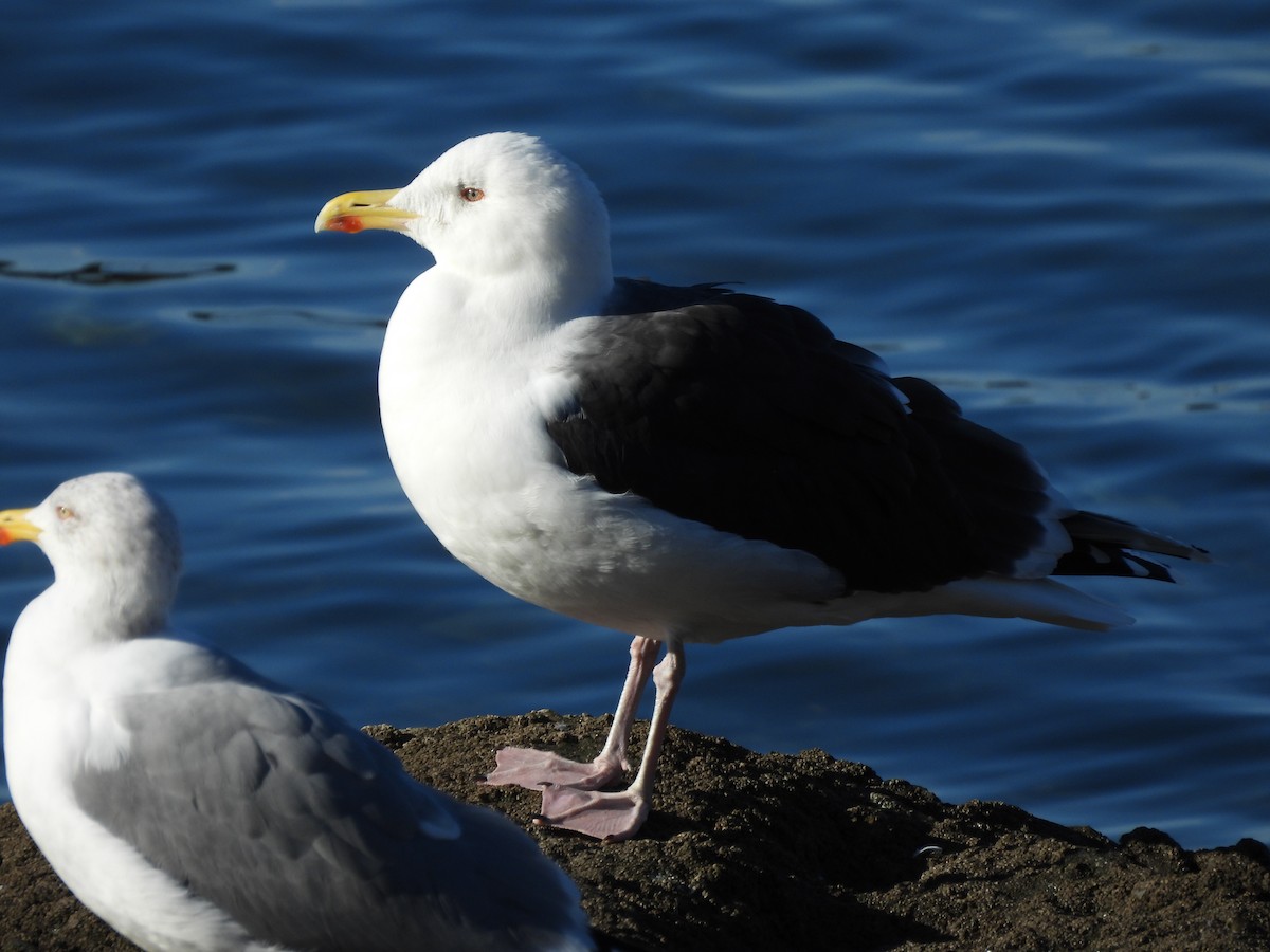 racek mořský - ML647622566