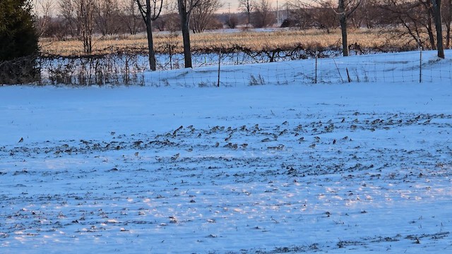 Alaca Çinte - ML647622581