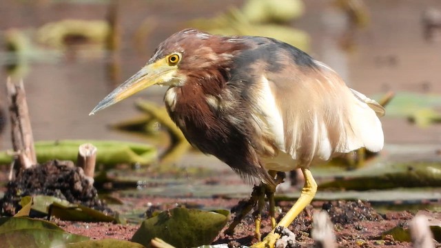 Çin Alaca Balıkçılı - ML647622588