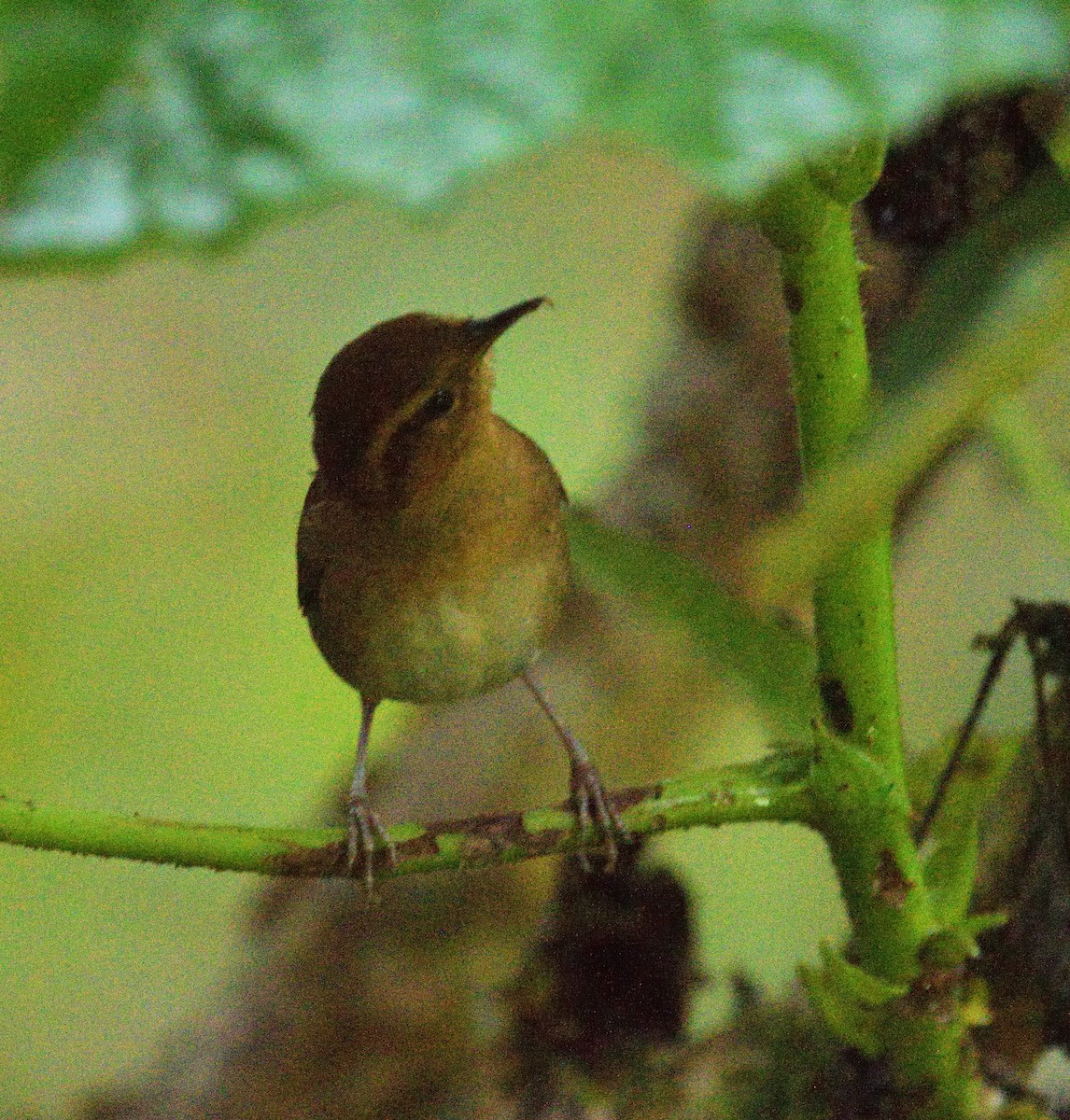 Mountain Wren - ML647622594