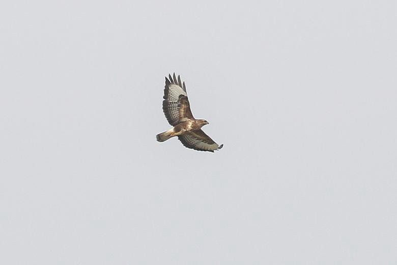 Common Buzzard (Western) - ML647622599