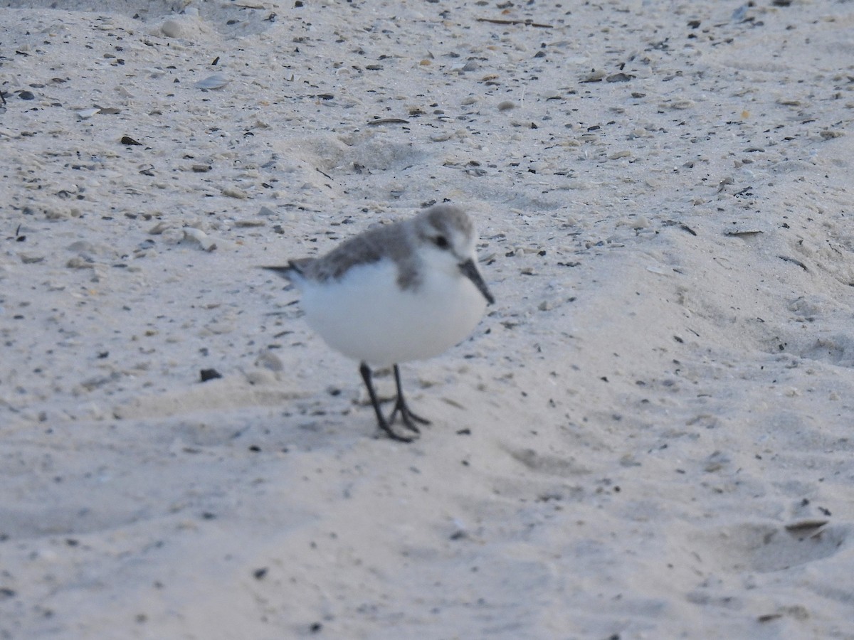 Sanderling - ML647622602