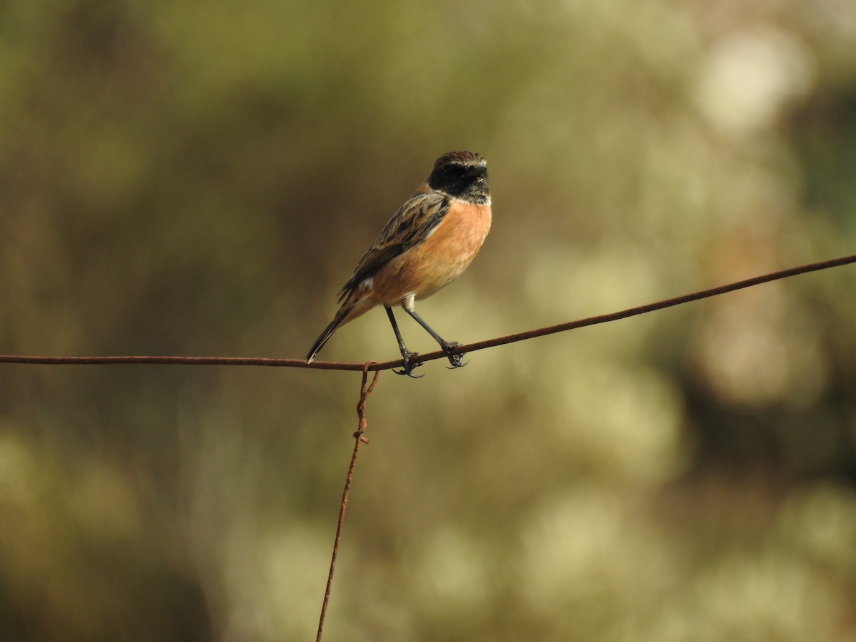 European Stonechat - ML647622606