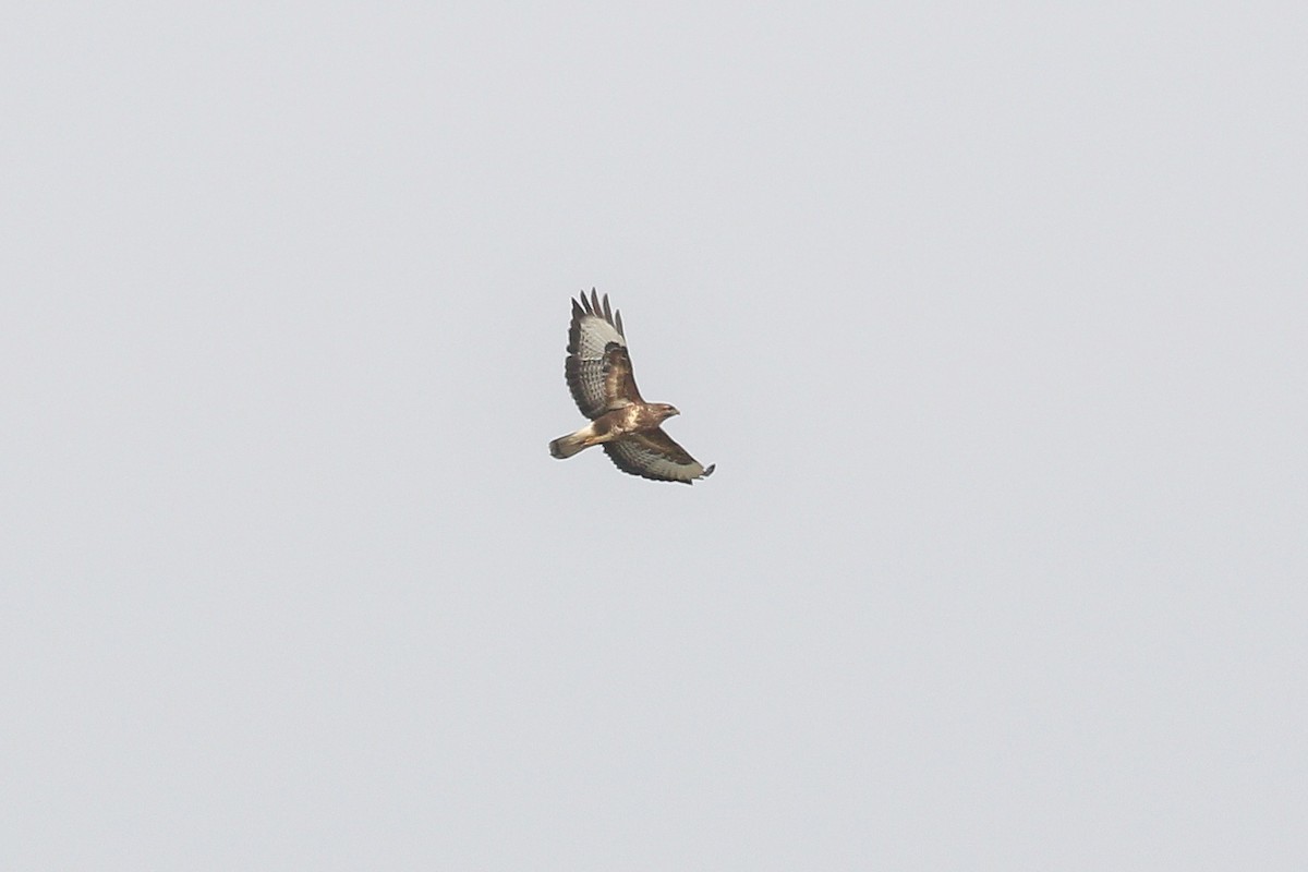 Common Buzzard (Western) - ML647622607