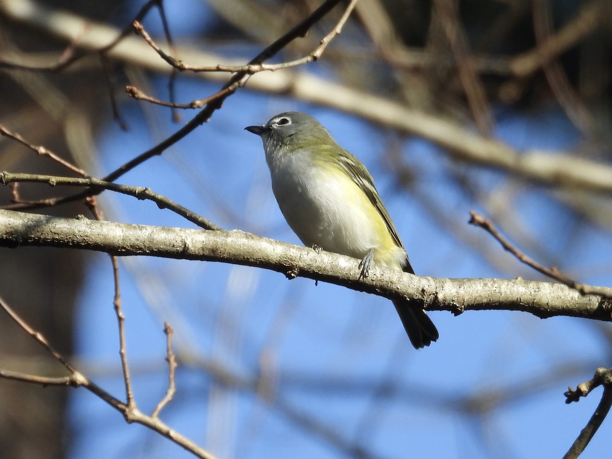 Blue-headed Vireo - ML647622630