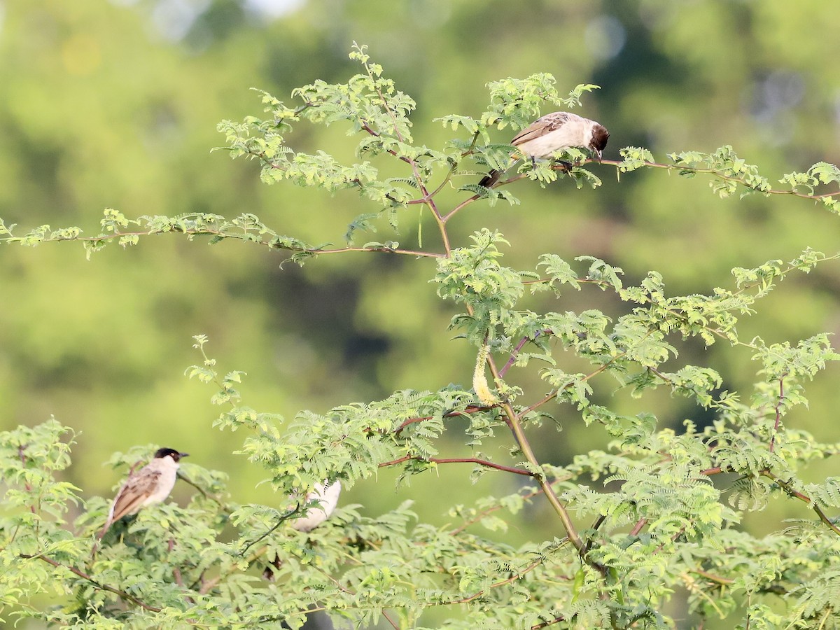Sooty-headed Bulbul - ML647622643