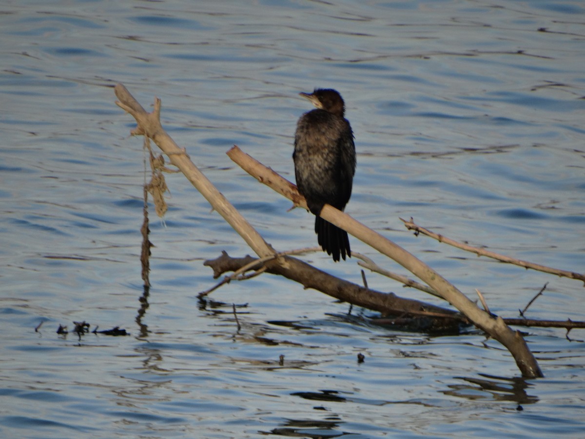 Баклан малий - ML647622652