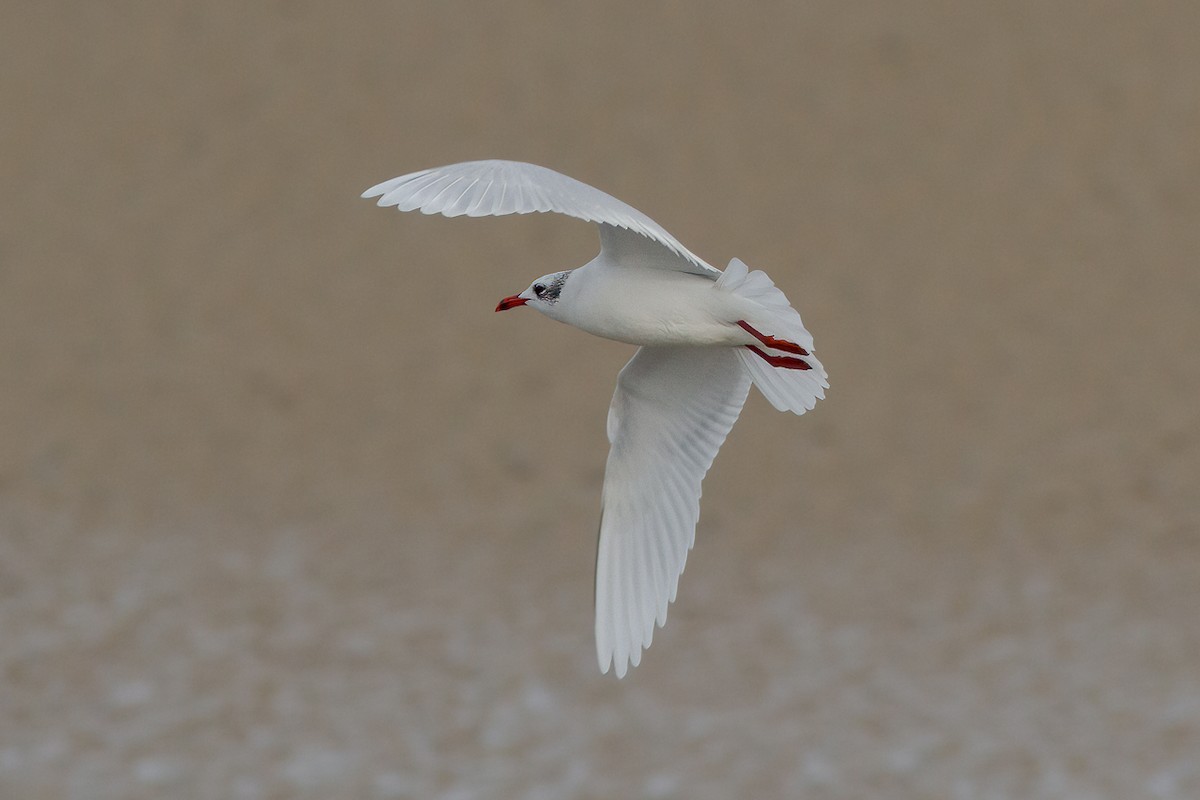 Mediterranean Gull - ML647622655