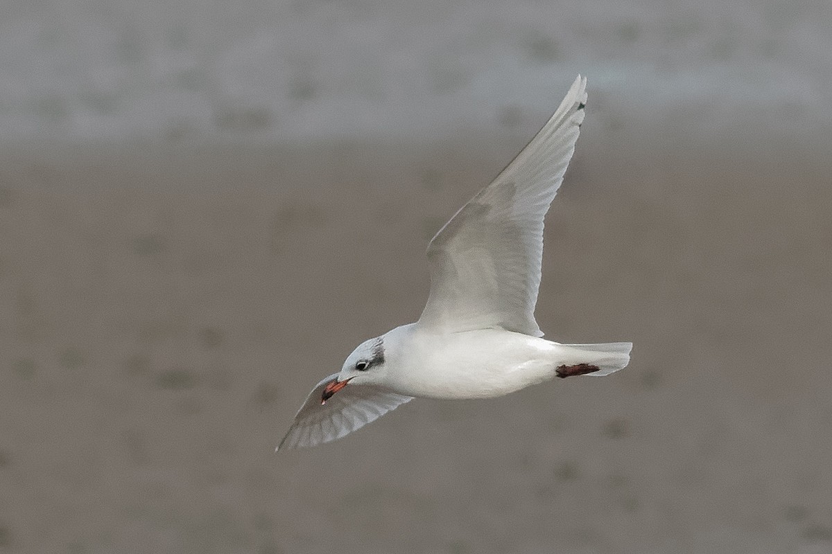 Mediterranean Gull - ML647622656