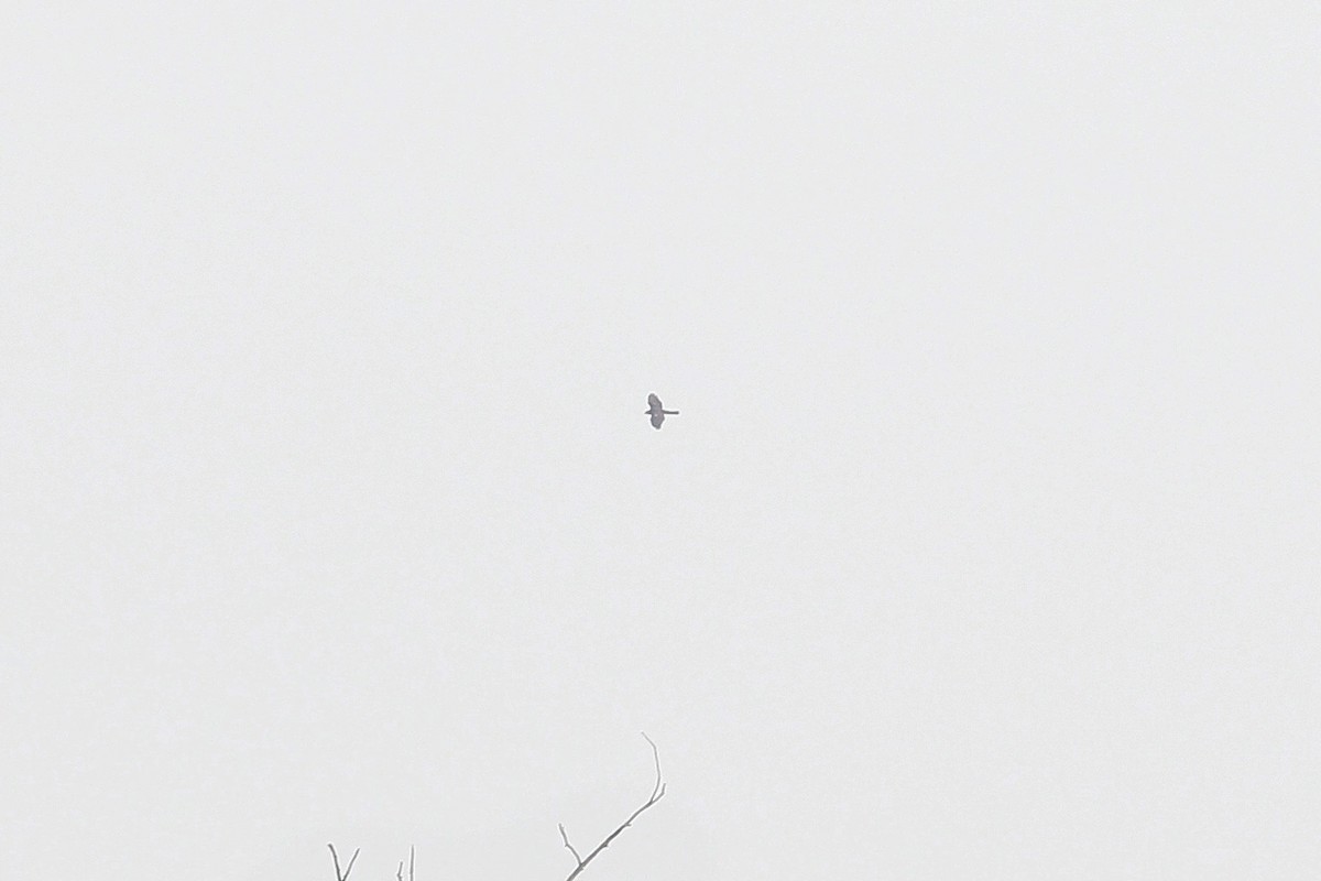 Яструб великий - ML647622670