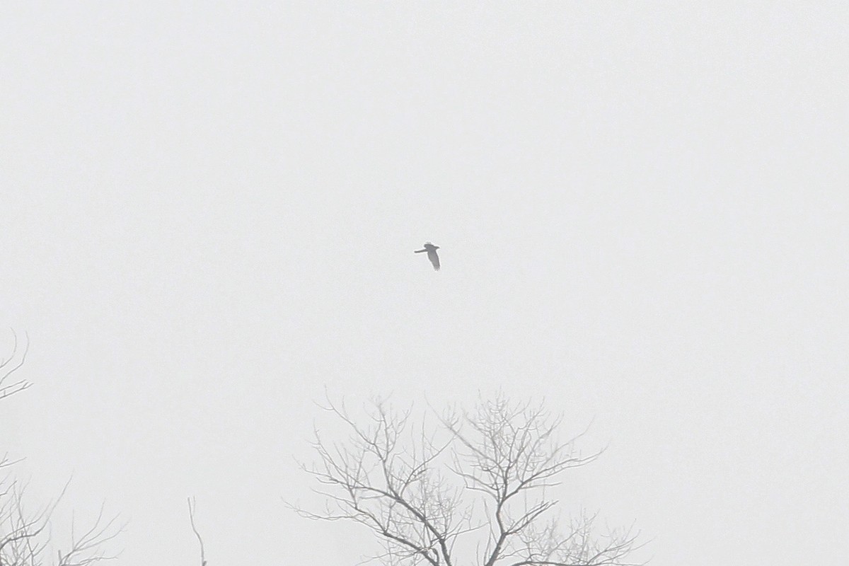 Яструб великий - ML647622677