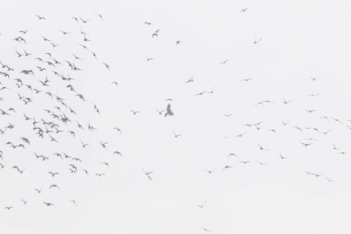 Яструб великий - ML647622683