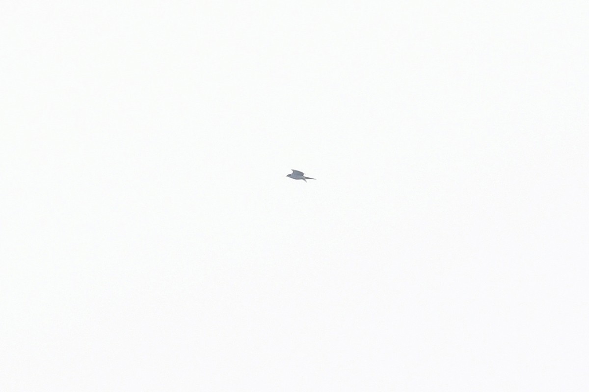 Яструб великий - ML647622686