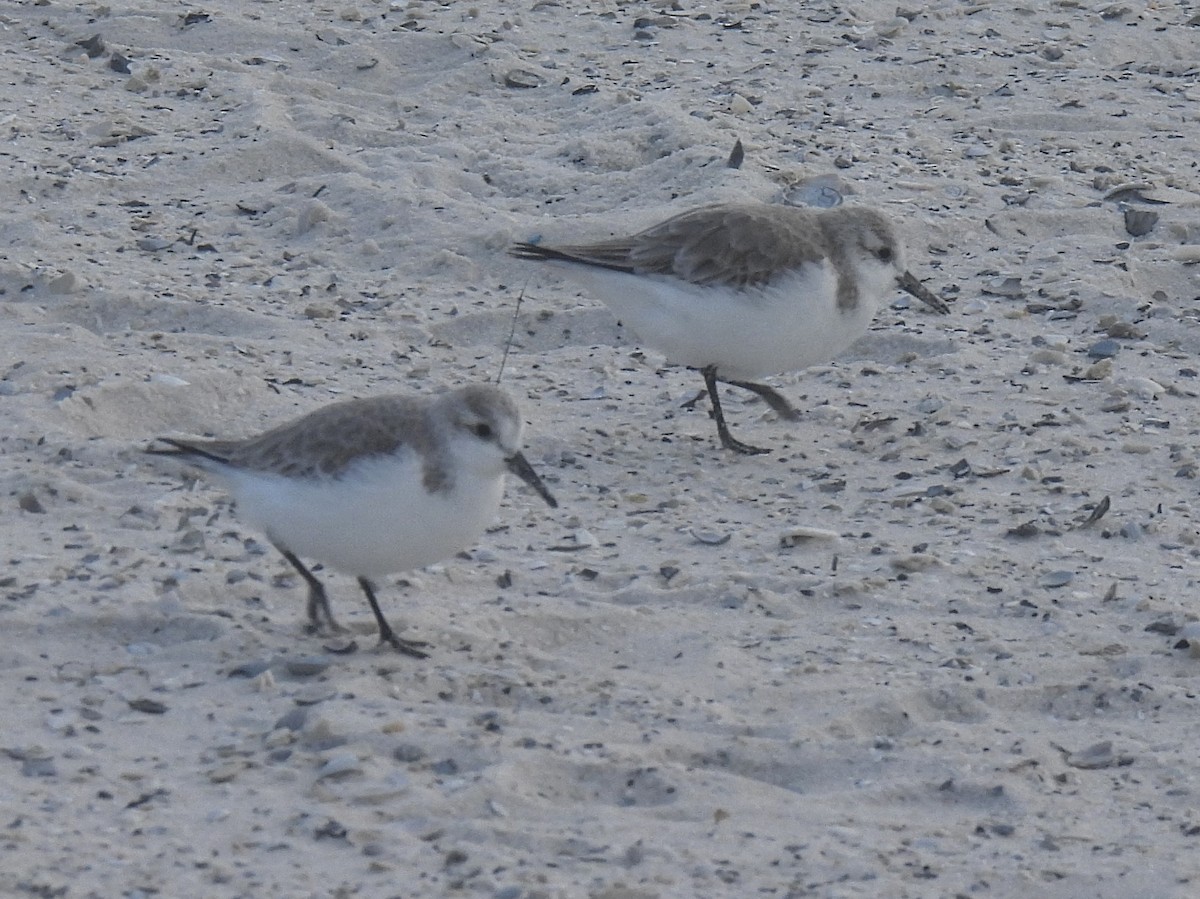 Sanderling - ML647622688