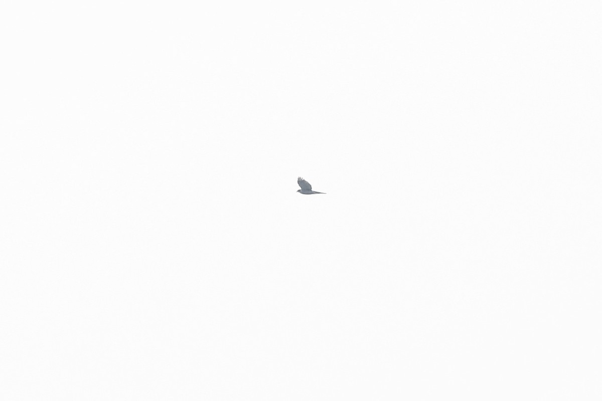 Яструб великий - ML647622689