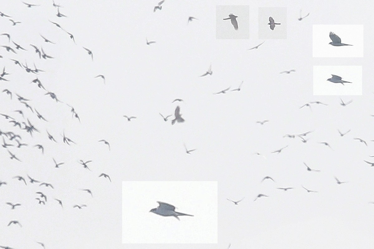 Яструб великий - ML647622693