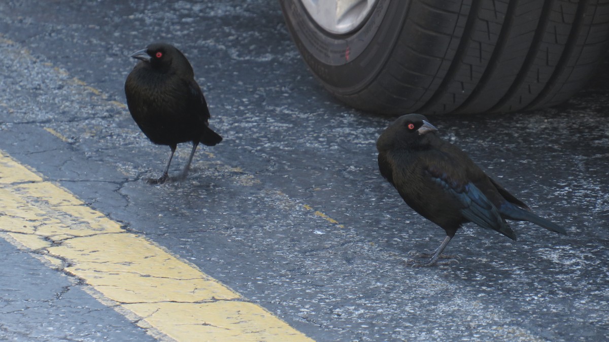 Bronzed Cowbird - ML647622725