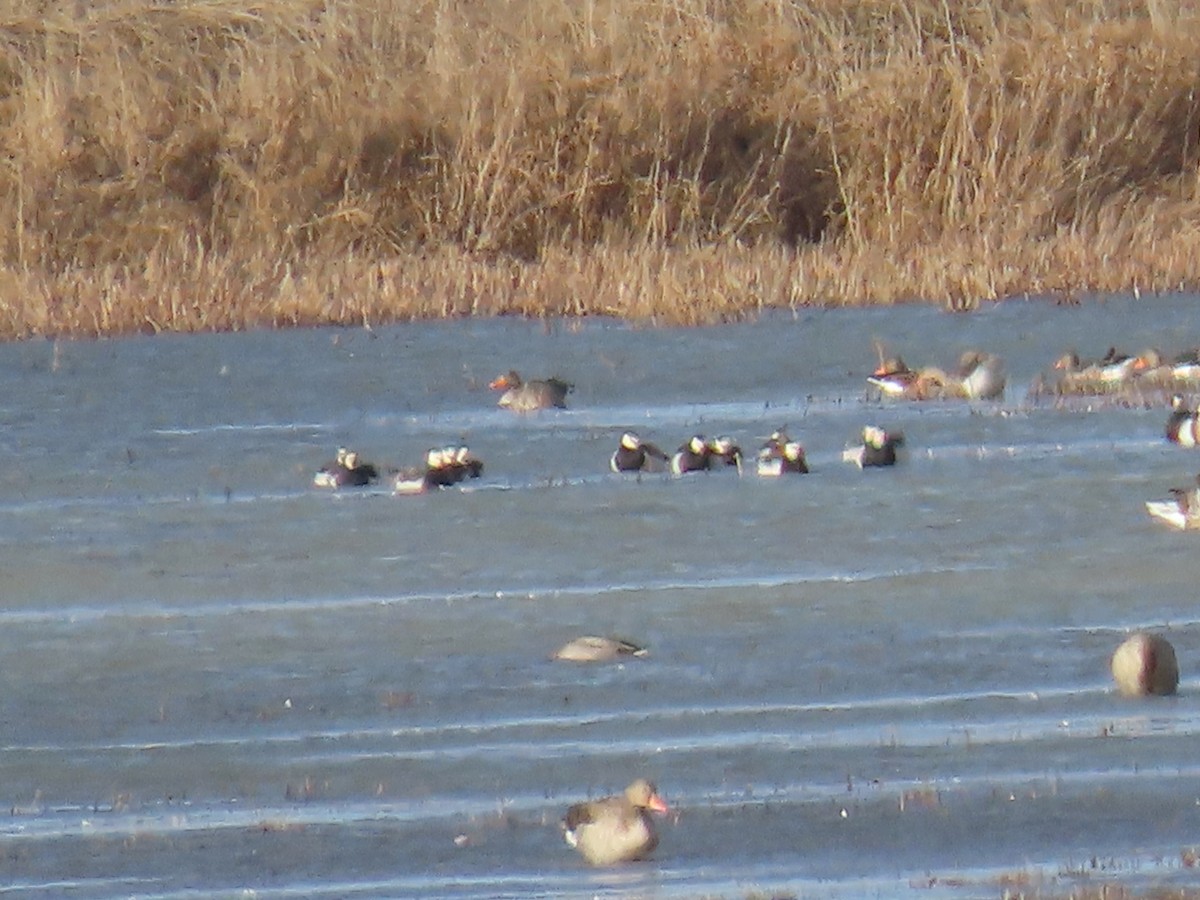 Barnacle Goose - ML647622728