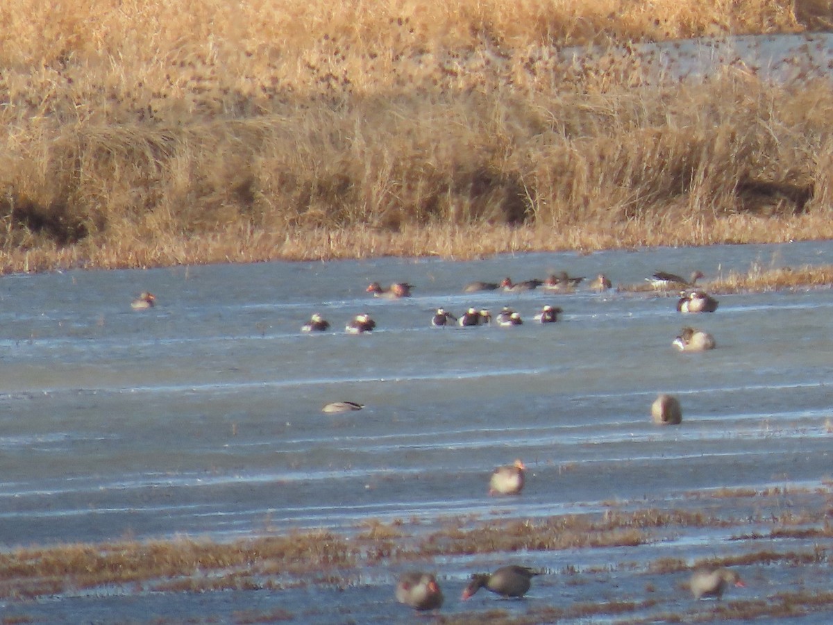 Barnacle Goose - ML647622729