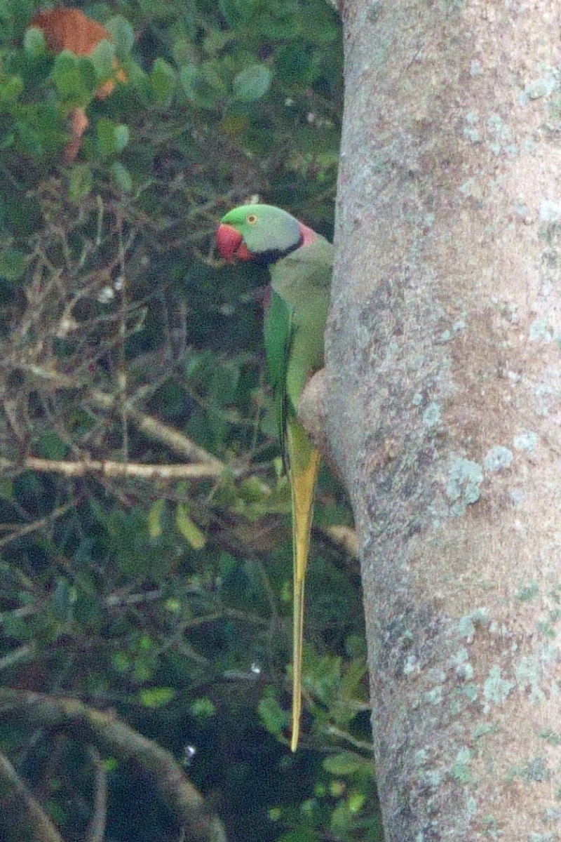 Rose-ringed Parakeet - ML647622730