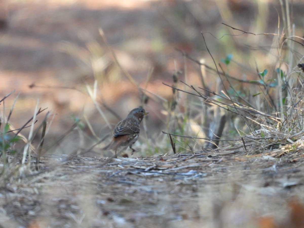 Fox Sparrow - ML647622731
