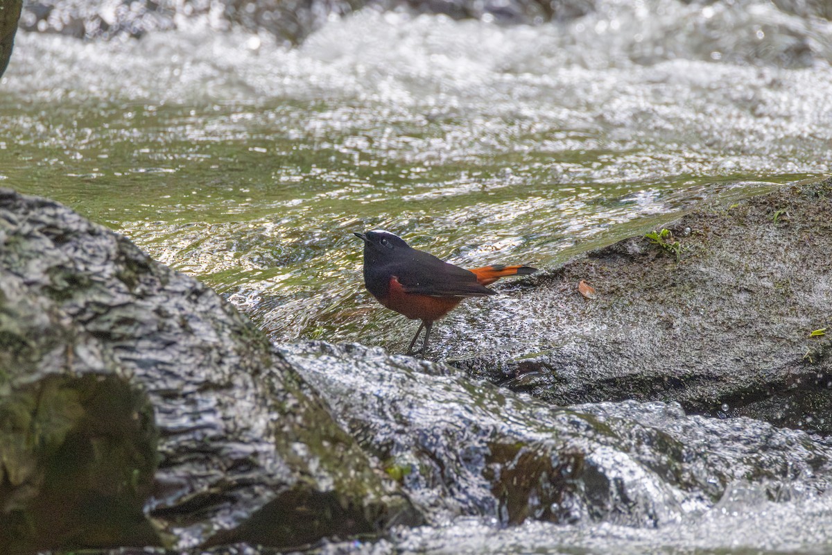White-capped Redstart - ML647622732