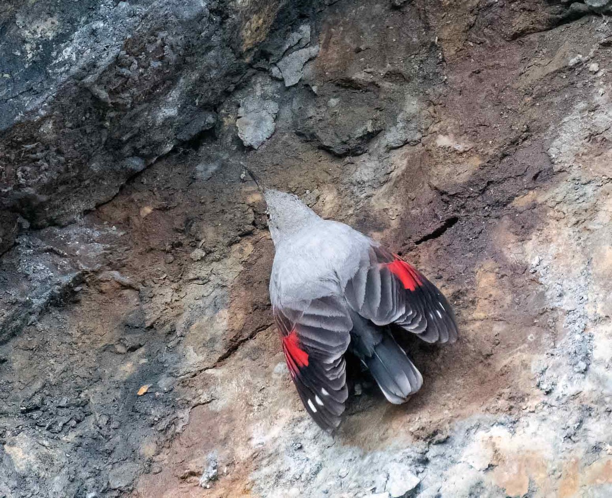 Wallcreeper - ML647622733