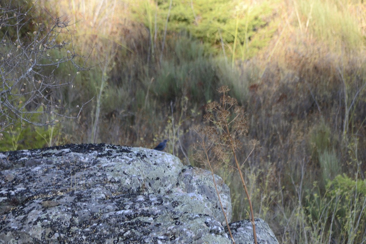 Blue Rock-Thrush - ML647622734