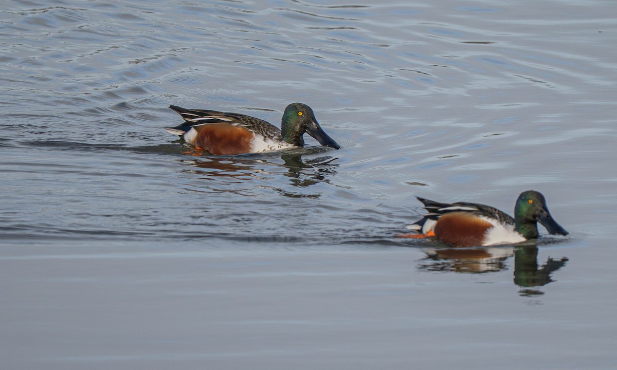 Northern Shoveler - ML647622735