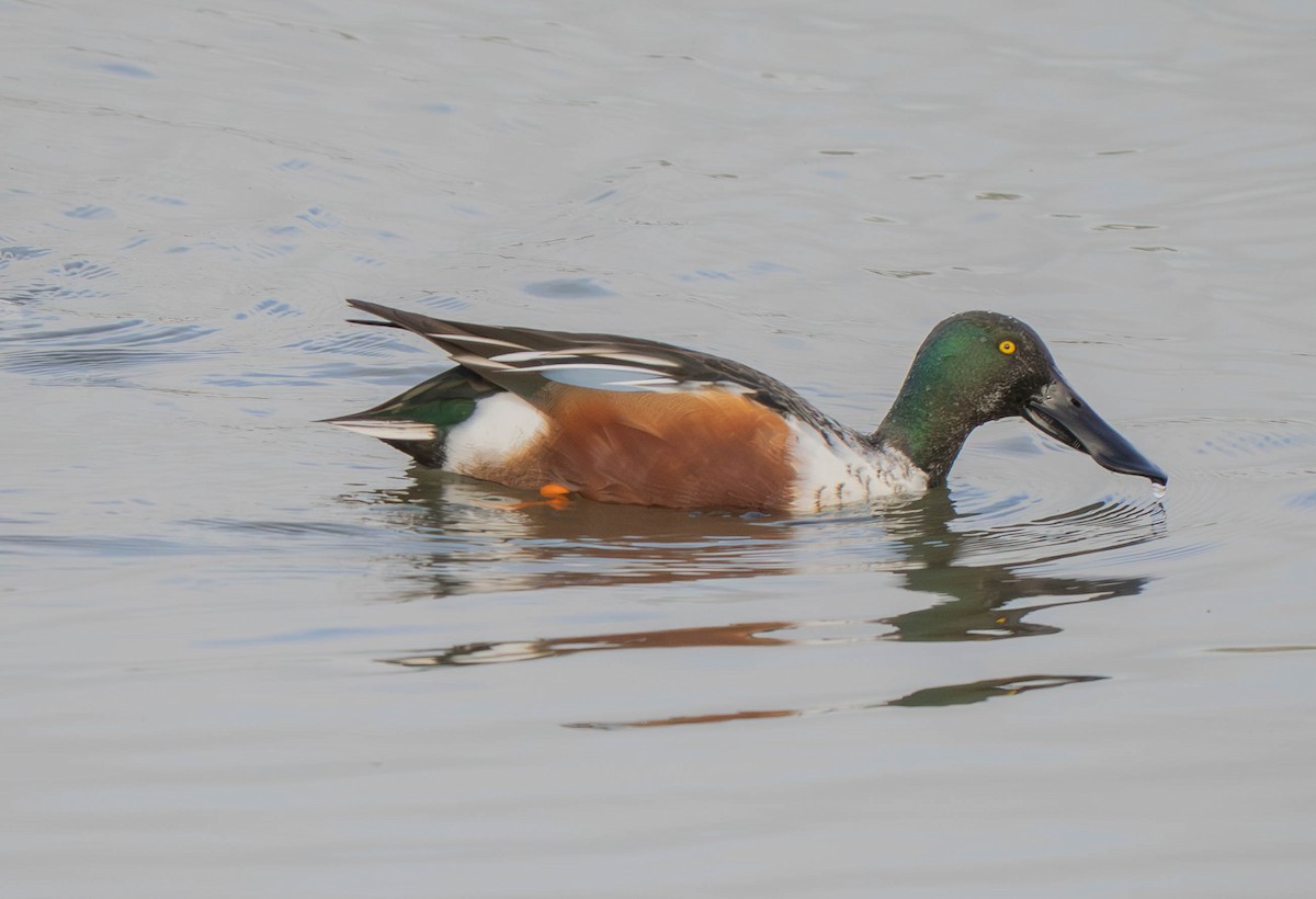 Northern Shoveler - ML647622736