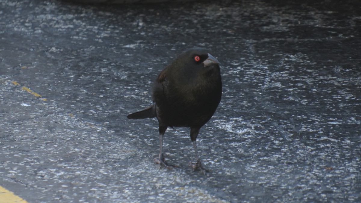 Bronzed Cowbird - ML647622737