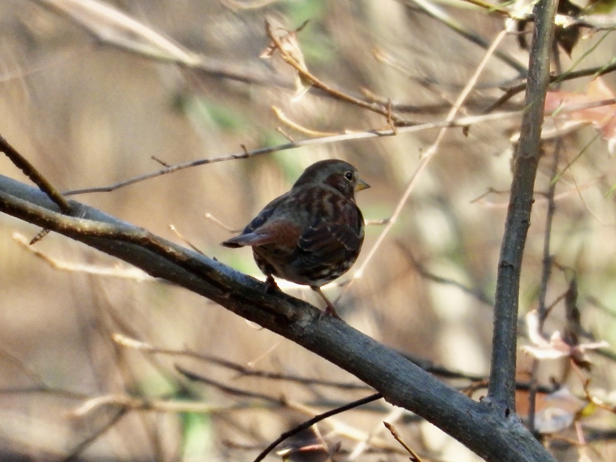 Fox Sparrow - ML647622738
