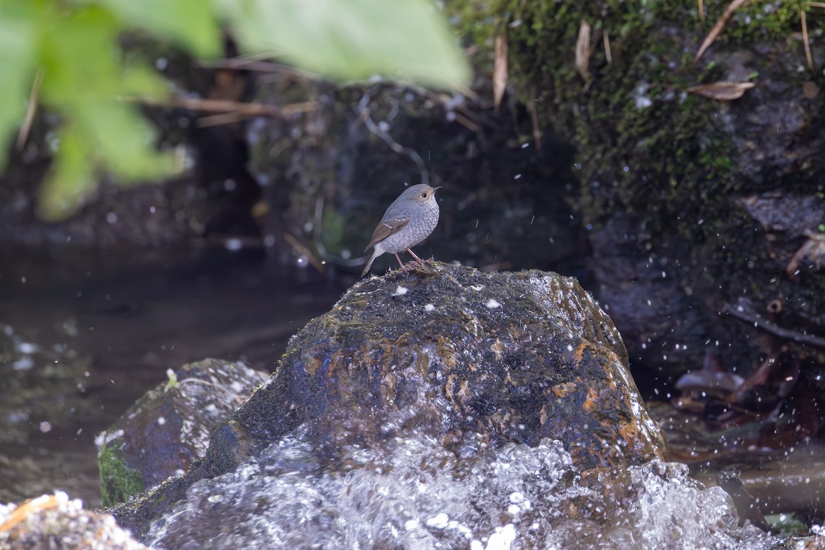 Plumbeous Redstart - ML647622739