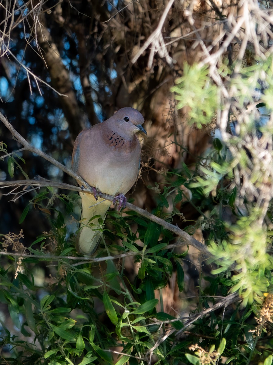 Laughing Dove - ML647622740