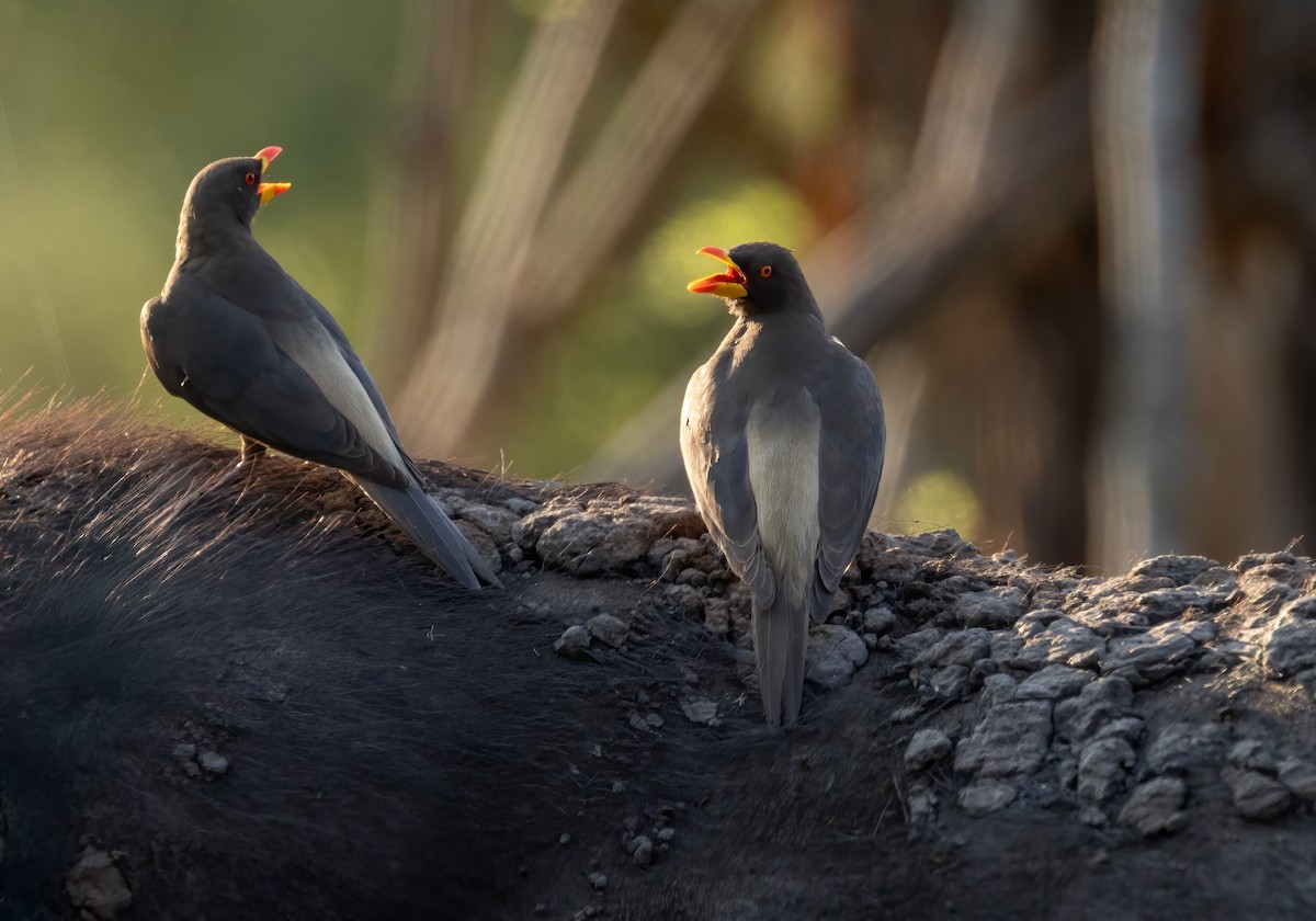 Yellow-billed Oxpecker - ML647622741