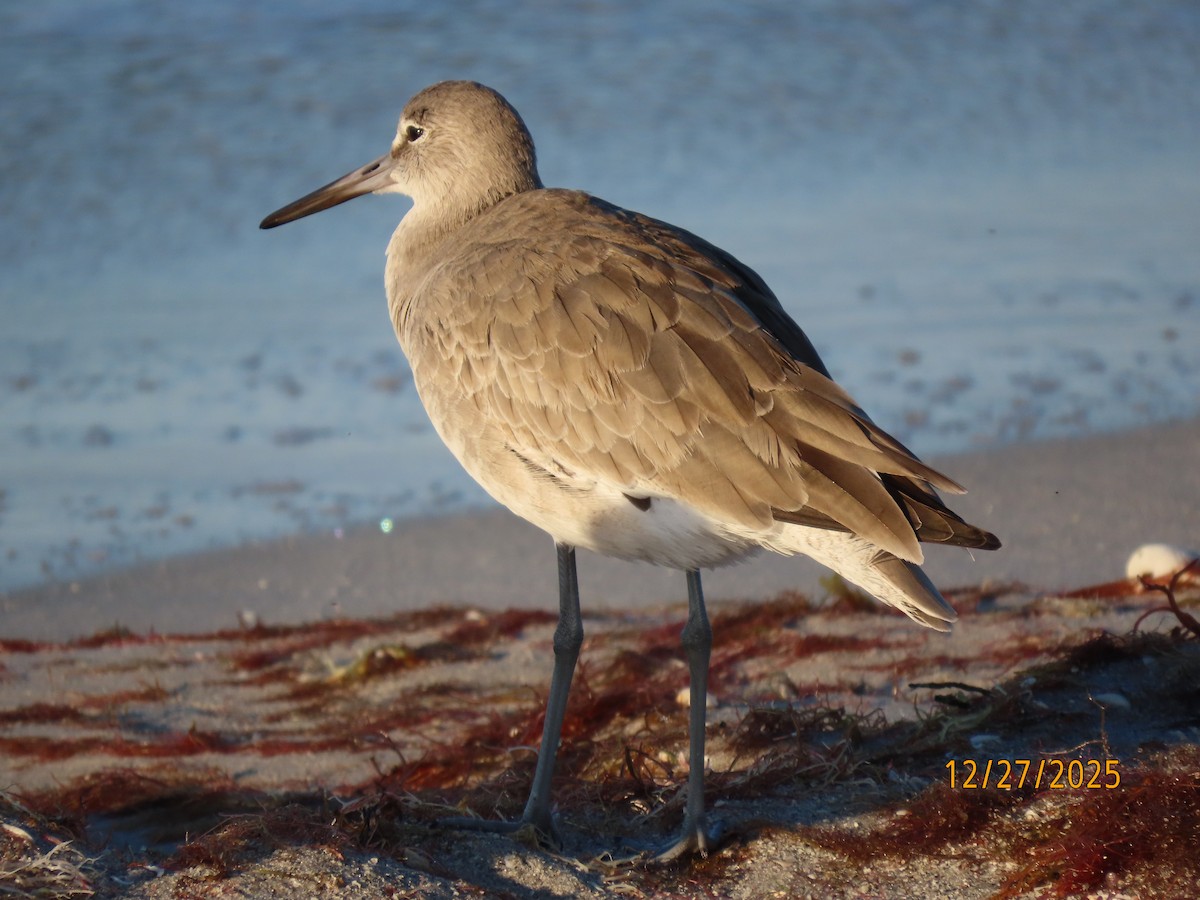 Willet (Western) - ML647622742