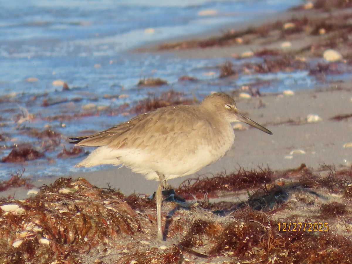 Willet (Western) - ML647622743