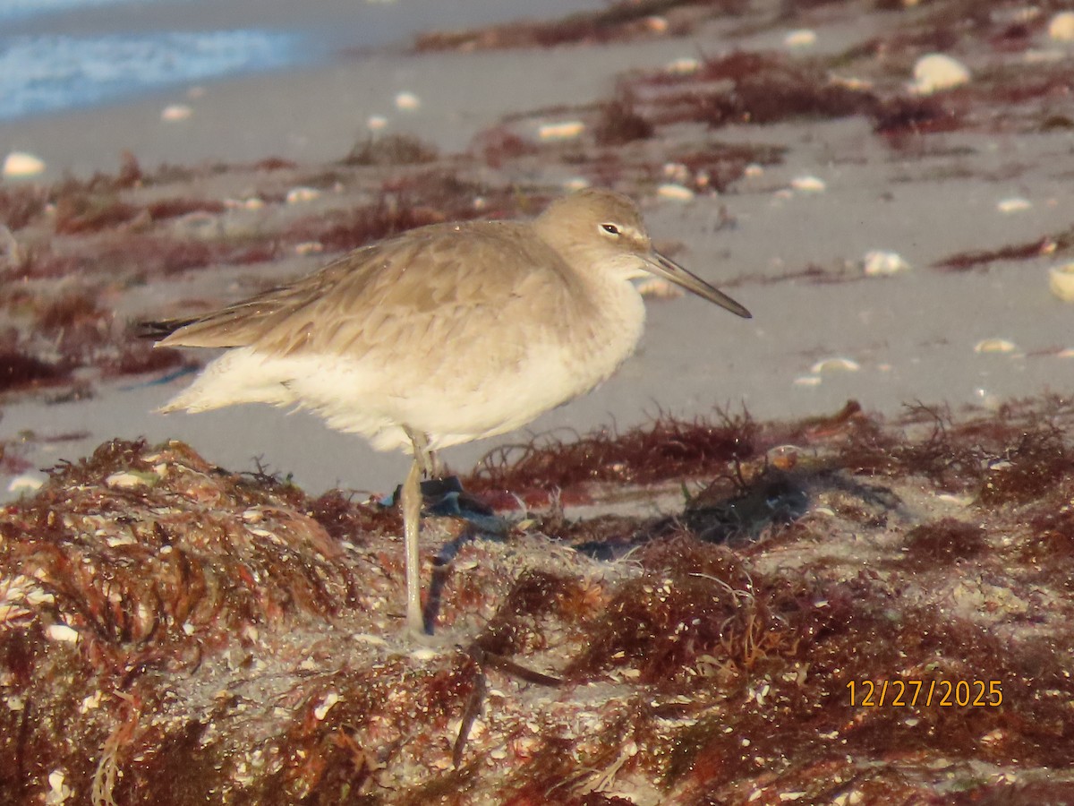 Willet (Western) - ML647622744