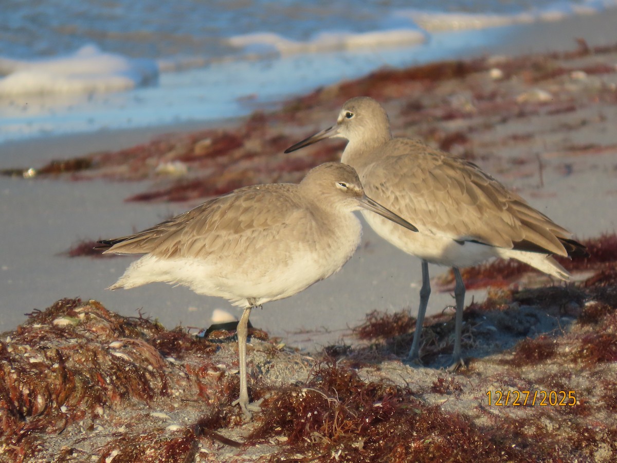 Willet (Western) - ML647622745