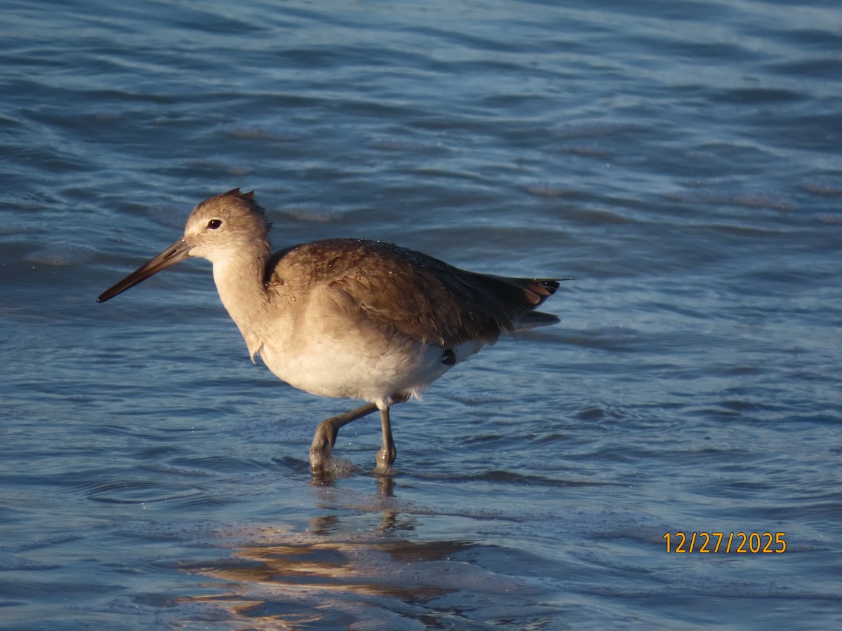 Willet (Western) - ML647622746