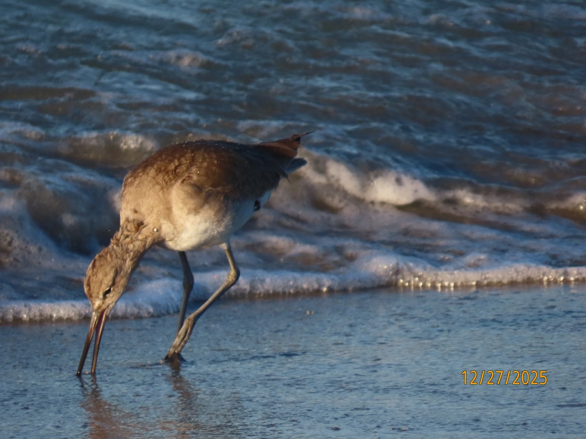 Willet (Western) - ML647622747