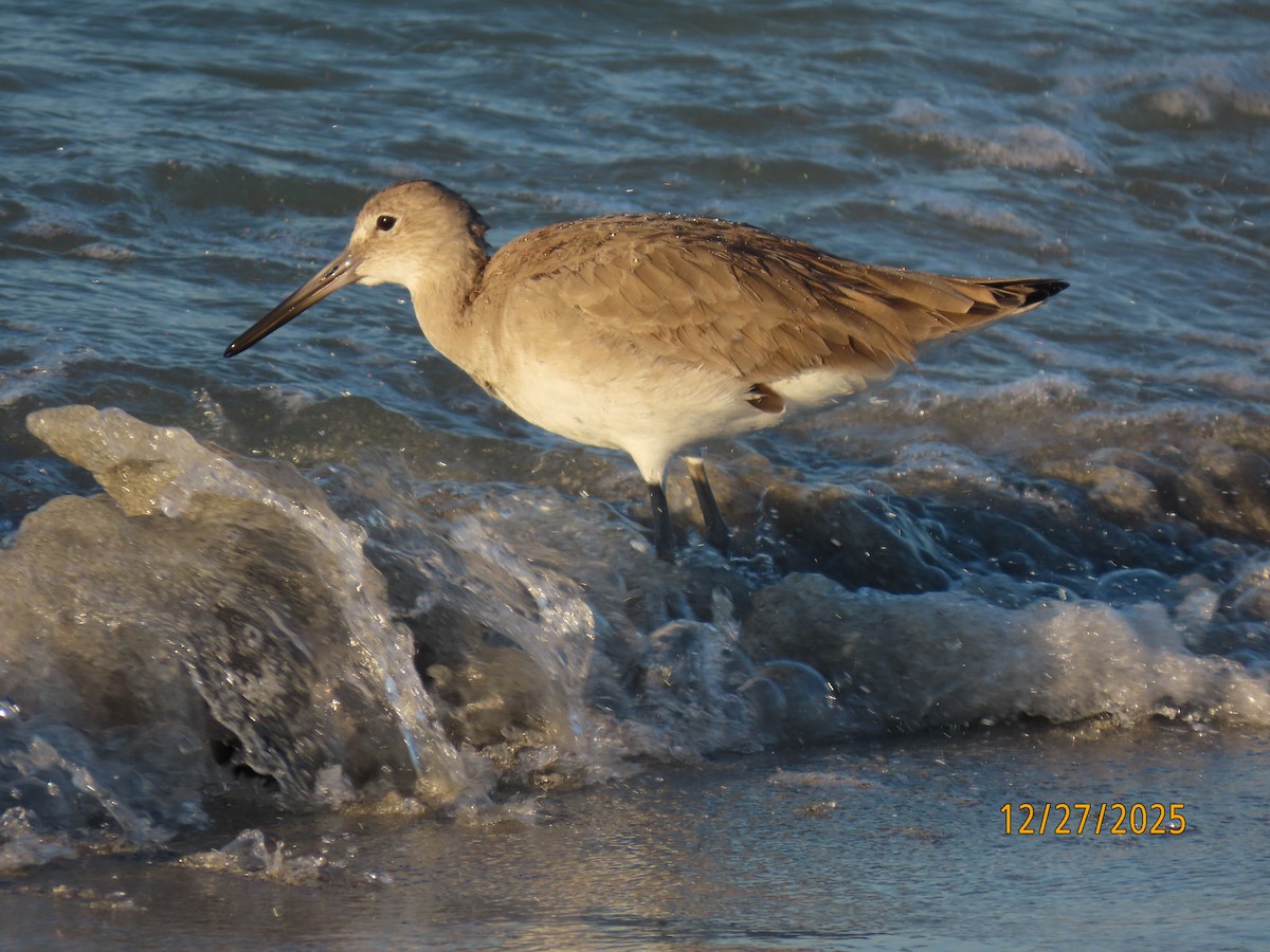 Willet (Western) - ML647622748